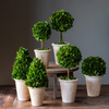 boxwood topiary, preserved boxwood topiary, tabletop greenery, boxwood tabletop décor, aged terra cotta pots, home topiary décor, seasonal home accents, indoor greenery, boxwood home décor, artificial boxwood plant