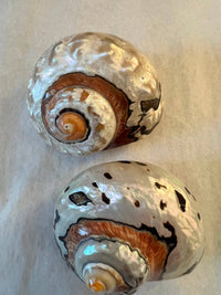 Highly polished African Turbo Shell measuring approximately 3.5 to 4 inches with copper, bronze, silver, chocolate, black, yellow, and ivory tones.