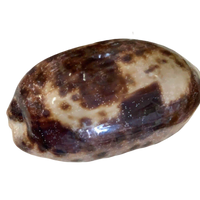 Natural Tortoise Cowrie Shell measuring approximately 4 inches with distinctive brown and cream markings.