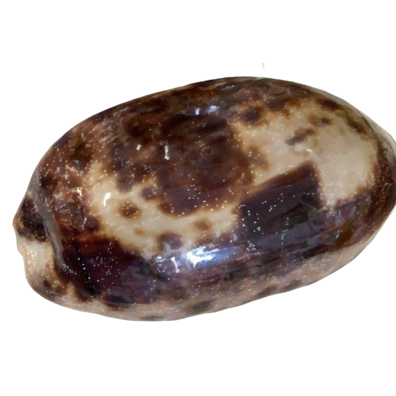 Natural Tortoise Cowrie Shell measuring approximately 4 inches with distinctive brown and cream markings.