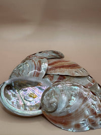 Polished natural Red Abalone Shell measuring approximately 3 to 5 inches with vibrant red coloring, iridescent tones, and unique organic markings.