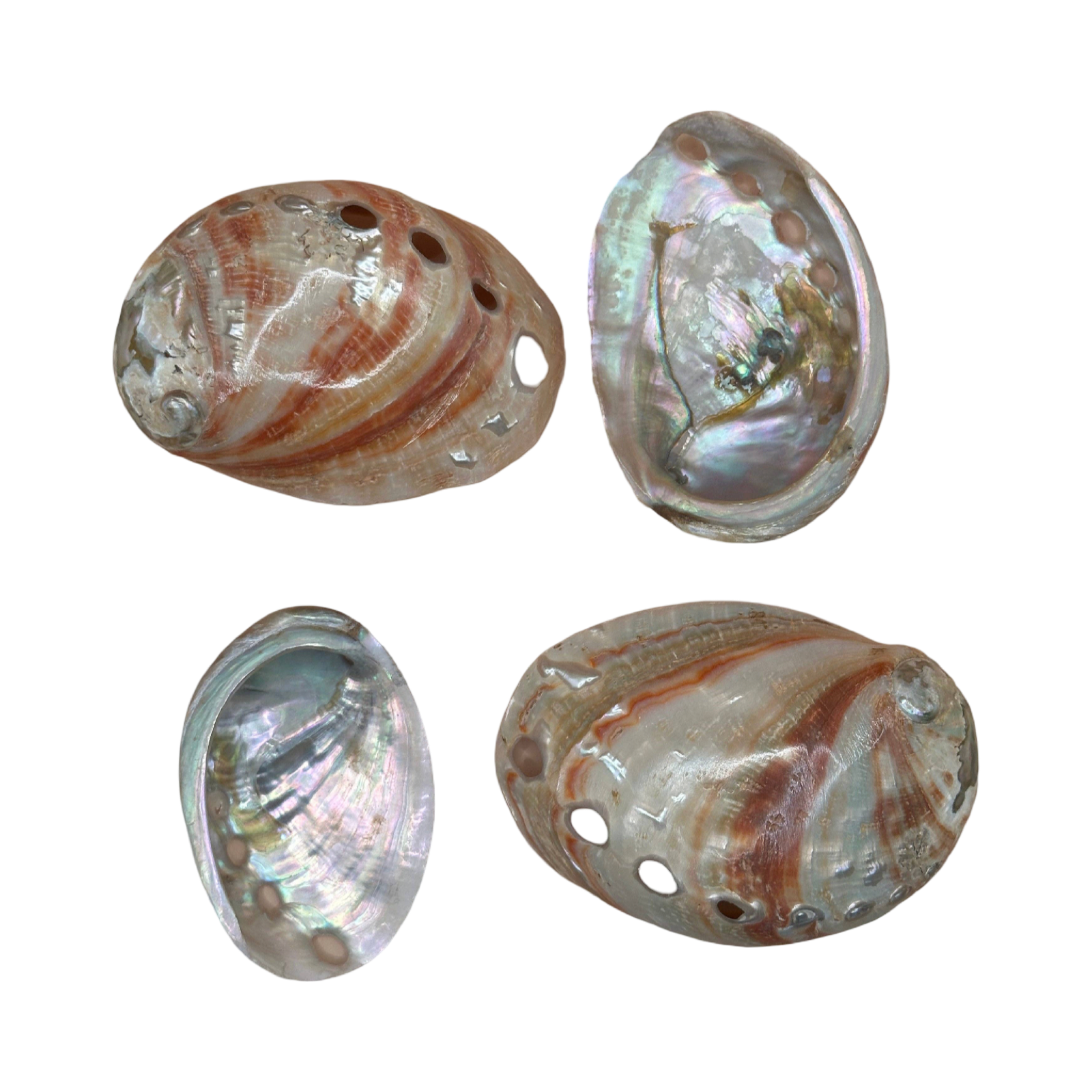 Polished Red Abalone Shell | 3 to 5 Inches