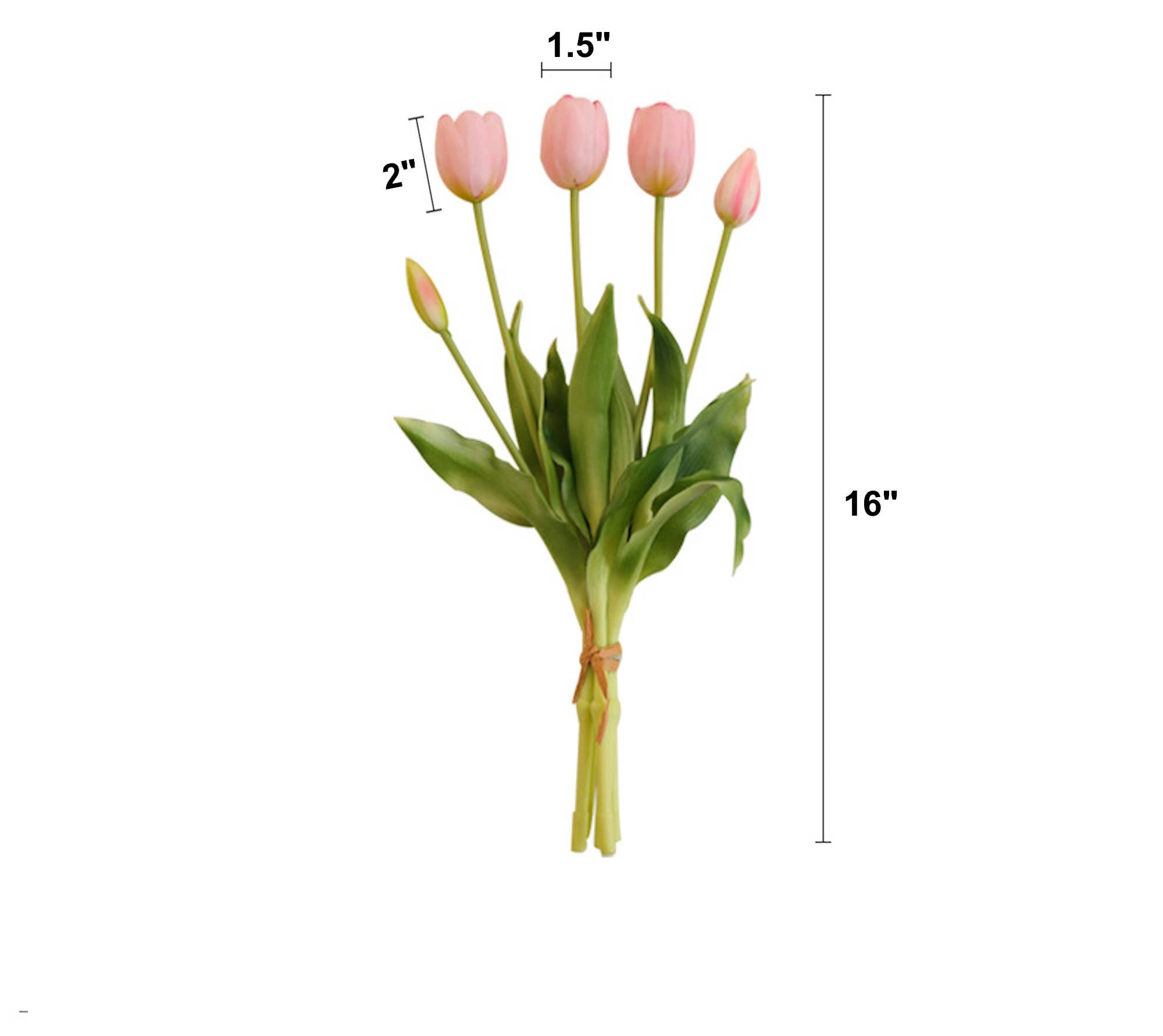Bouquet of pink tulips with measurements on a white background