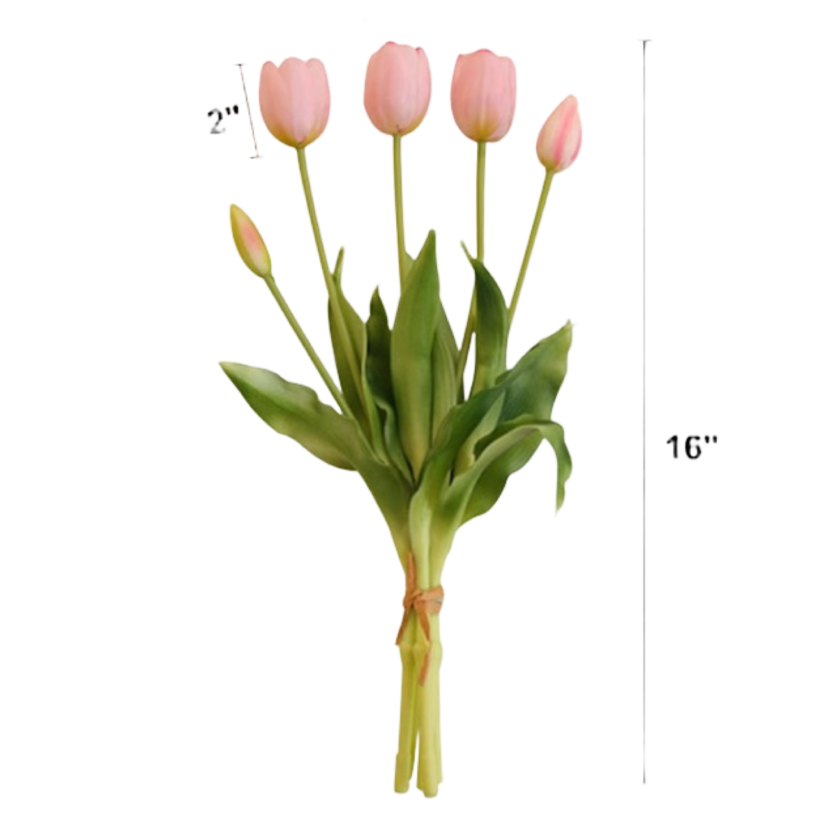Bouquet of pink tulips with measurements on a white background