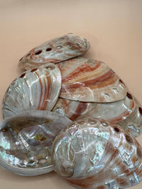 Polished natural Red Abalone Shell measuring approximately 3 to 5 inches with vibrant red coloring, iridescent tones, and unique organic markings.
