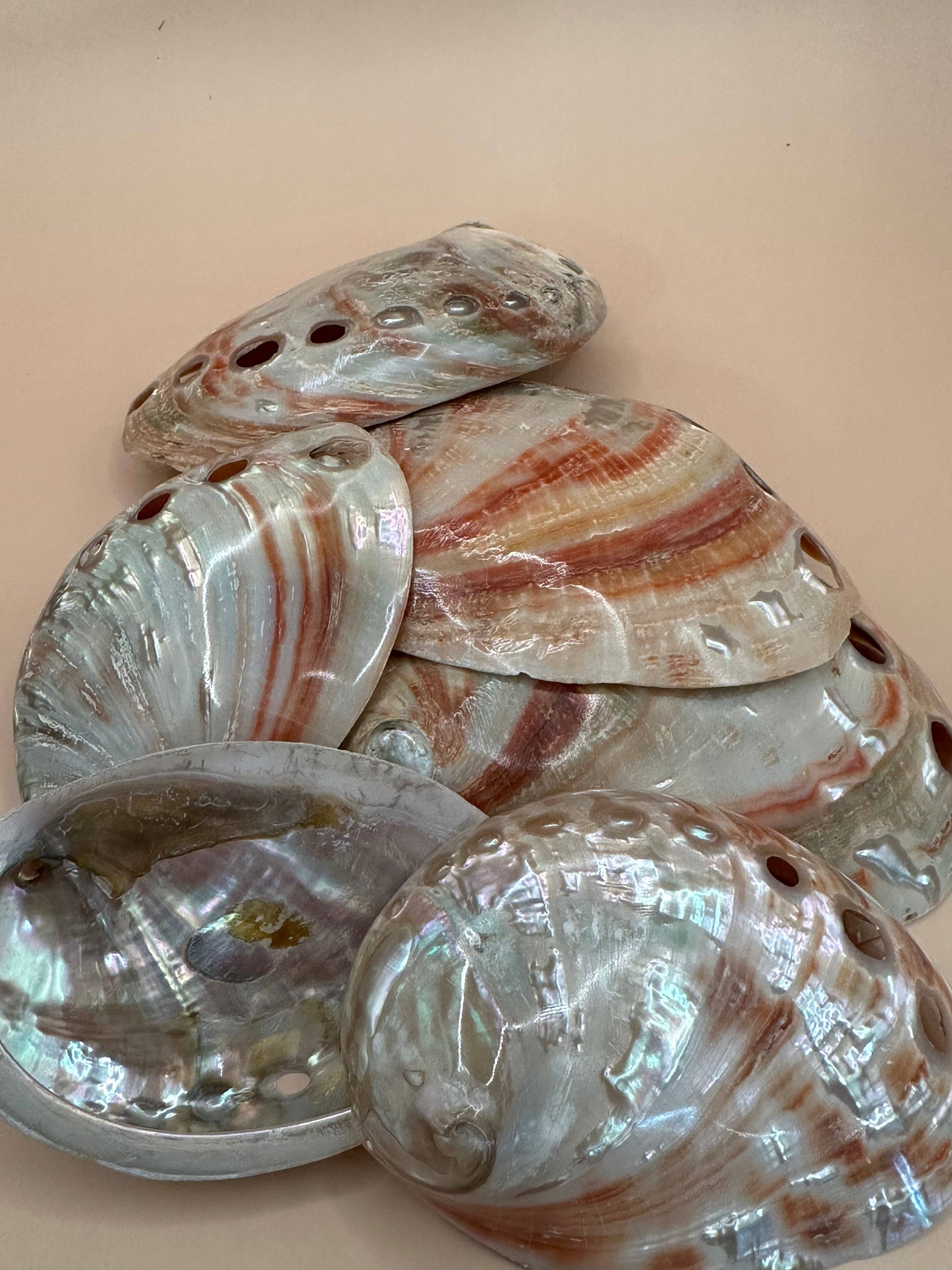 Polished natural Red Abalone Shell measuring approximately 3 to 5 inches with vibrant red coloring, iridescent tones, and unique organic markings.