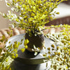 Maidenhair Drop In Faux Floral Plant