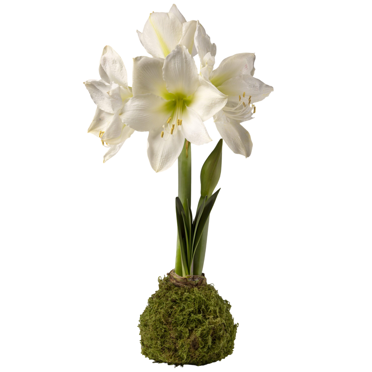 waxed amaryllis bulb, no water amaryllis, indoor winter plant, holiday flowers, Christmas amaryllis, blooming bulb gift, preserved moss bulb, easy care holiday decor, White Flower Farm amaryllis