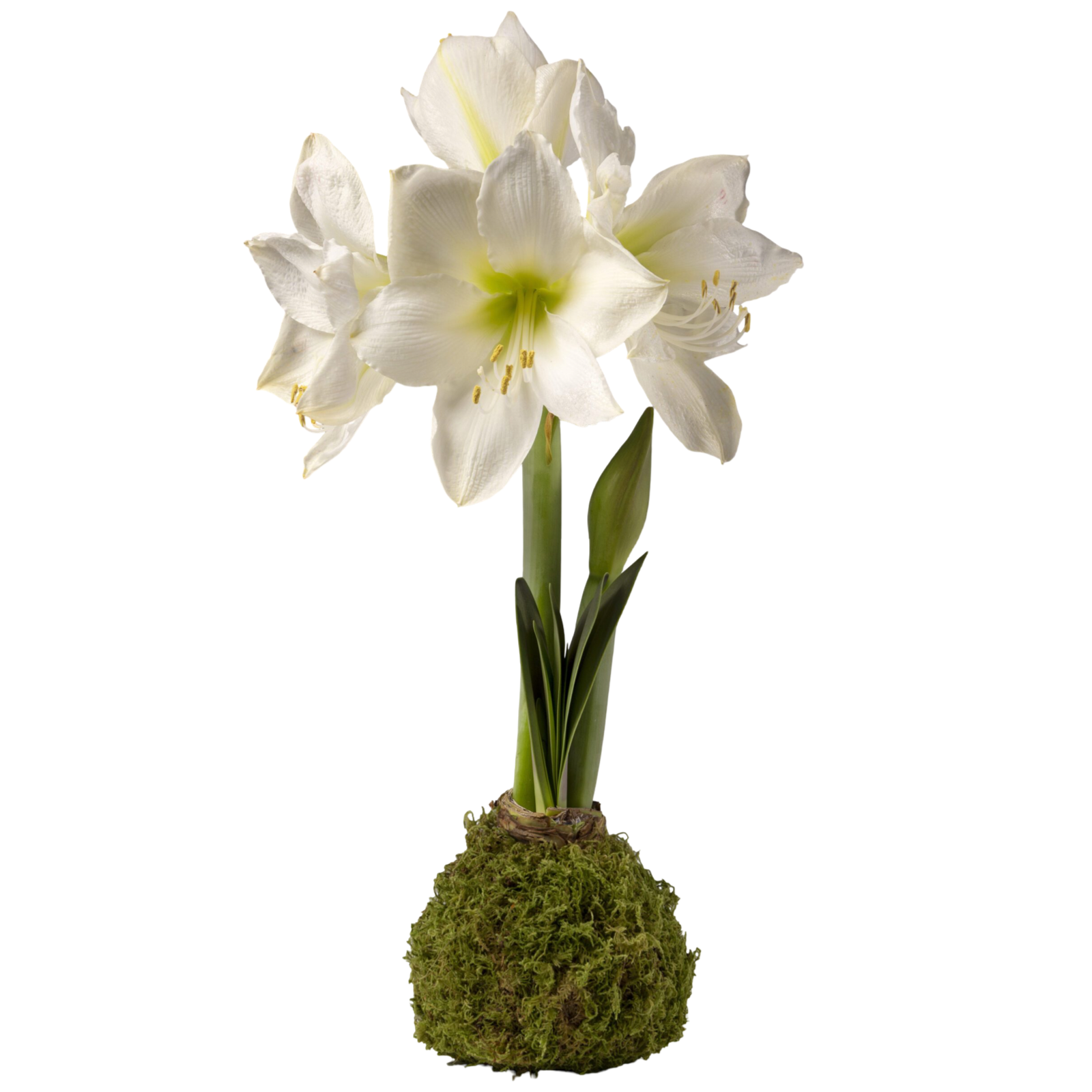 waxed amaryllis bulb, no water amaryllis, indoor winter plant, holiday flowers, Christmas amaryllis, blooming bulb gift, preserved moss bulb, easy care holiday decor, White Flower Farm amaryllis